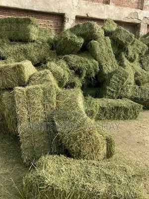 Source Lucern in Ruiru