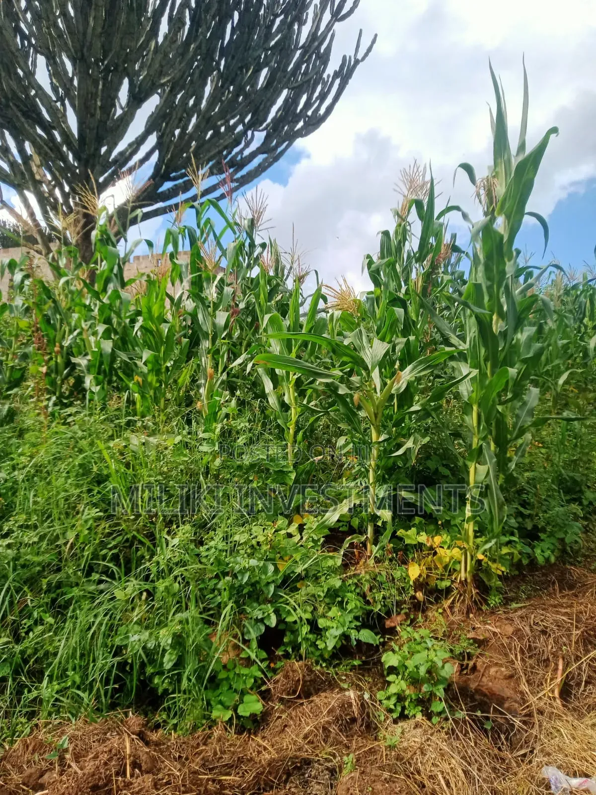40 by 80 Ft on Sale at Kabati-Methi