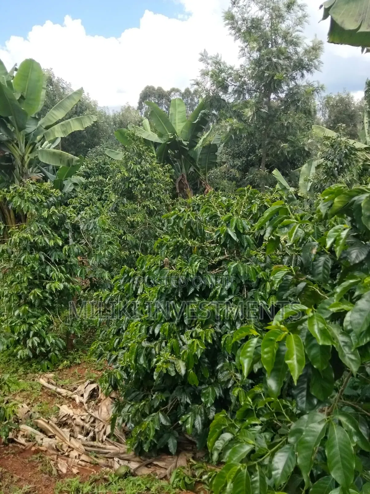 1 Acre Tea / Coffee Farm on Sale at Kigumo-Murang'A