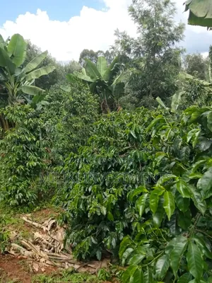 1 Acre Tea / Coffee Farm on Sale at Kigumo-Murang'A