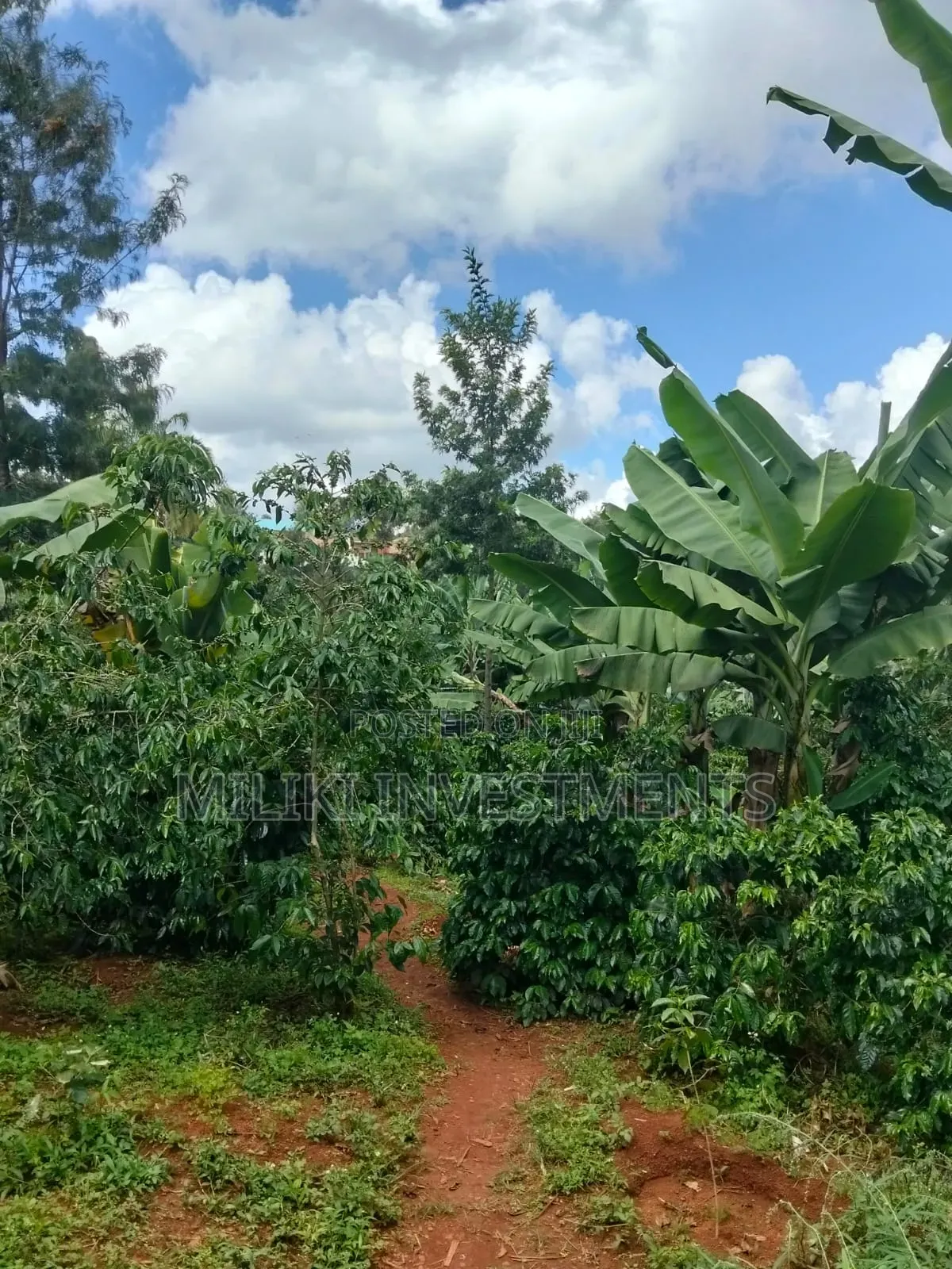 1 Acre Tea / Coffee Farm on Sale at Kigumo-Murang'A