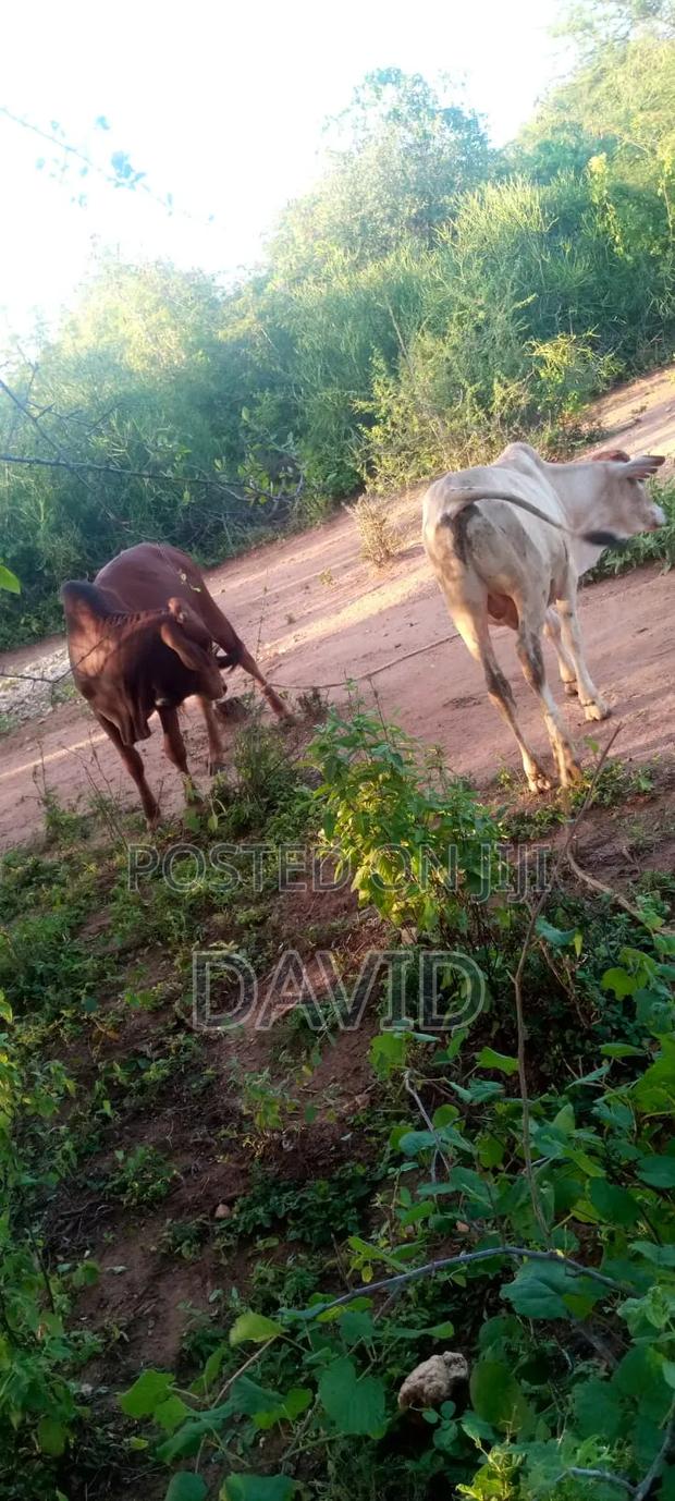 David Khim Kim Bulls Farm Kitui -Mwingi - main view