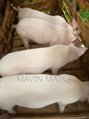 Pure Large White Breed