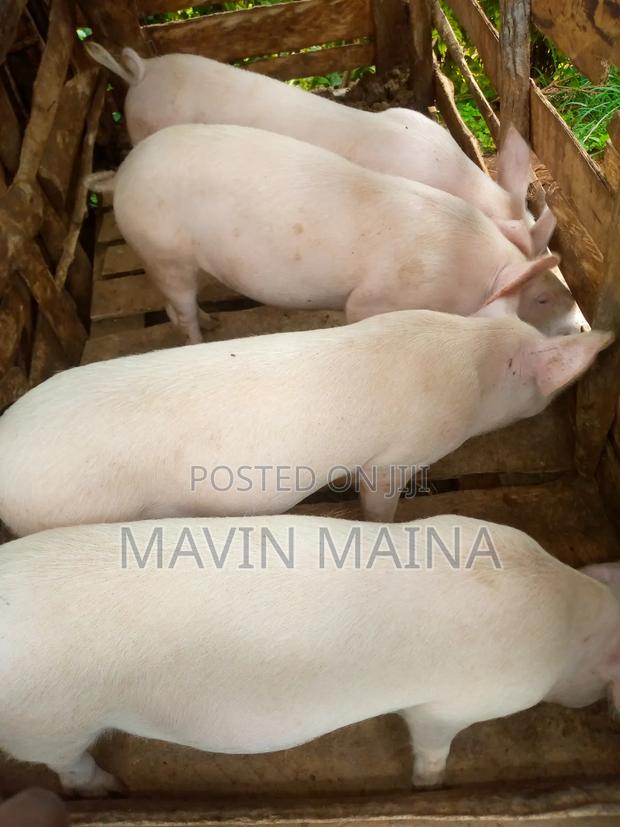 Pure Large White Breed - main view