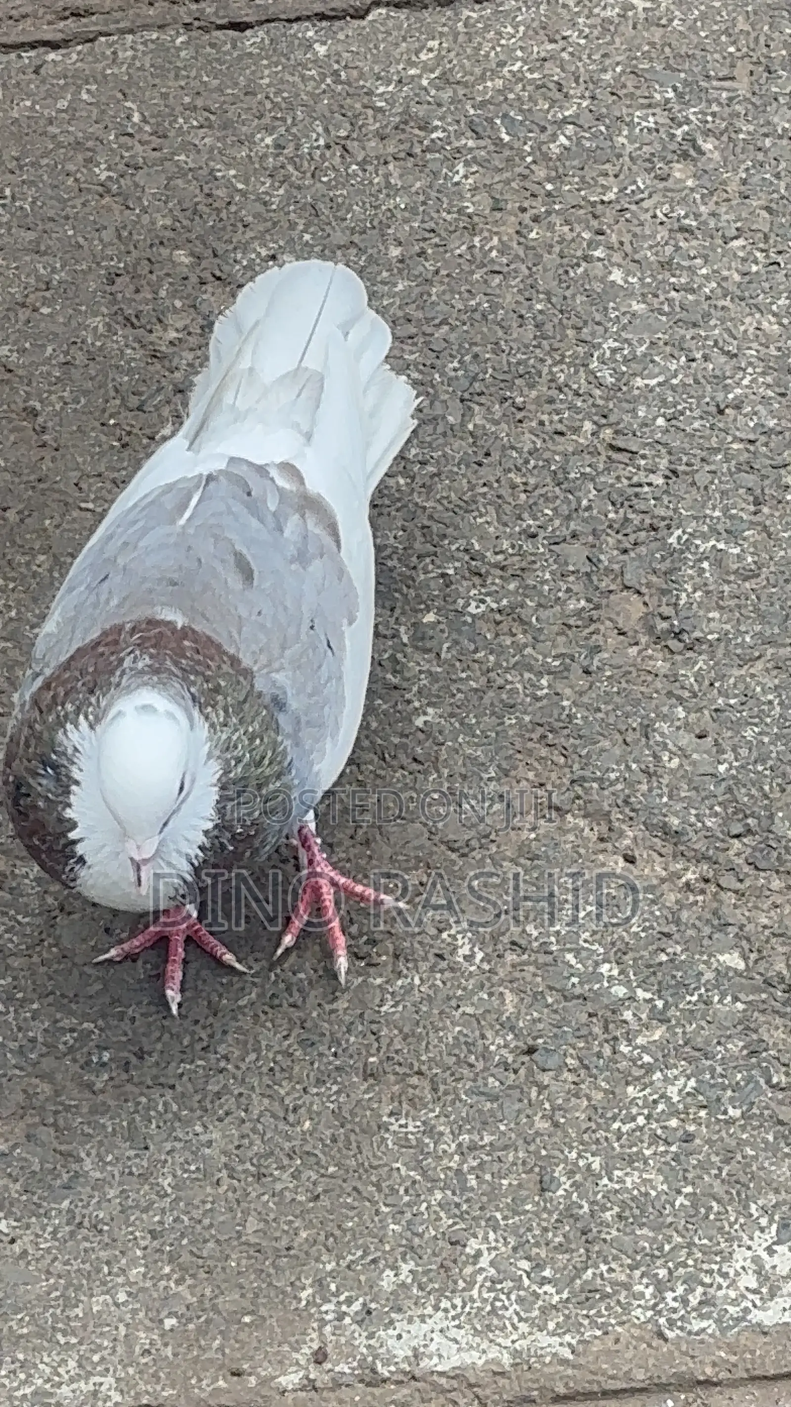 Beautiful Birds