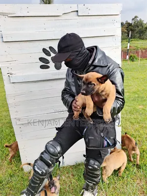 1-3 months Male Purebred Belgian Malinois