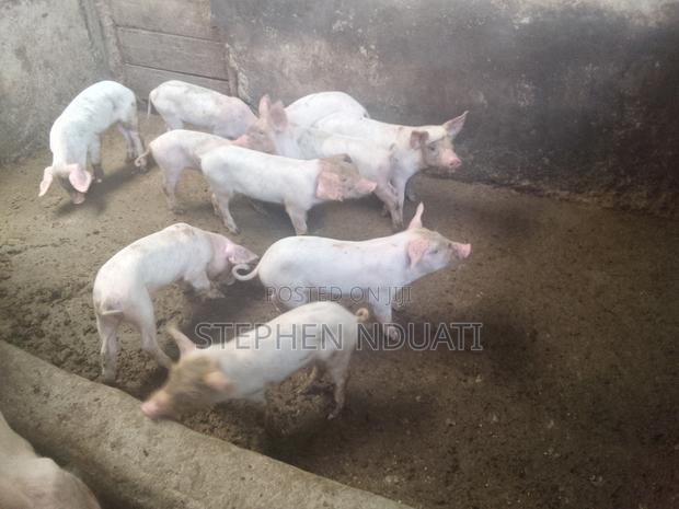 9 Piglets for Sale - thumbnail 2