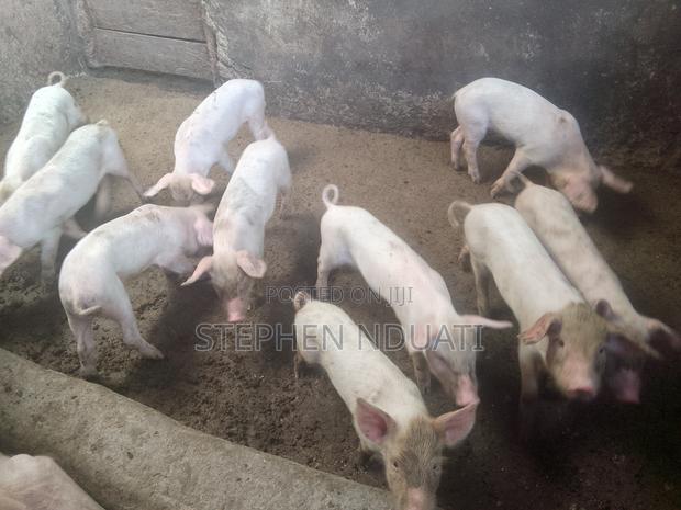 9 Piglets for Sale - thumbnail 3