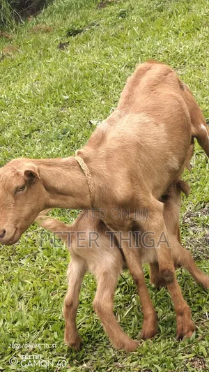 Dairy Goats