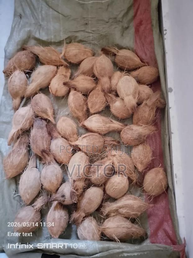Juiçey Coconut for Sale - thumbnail 2