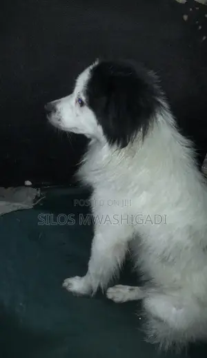 6-12 months Male Purebred Japanese Spitz