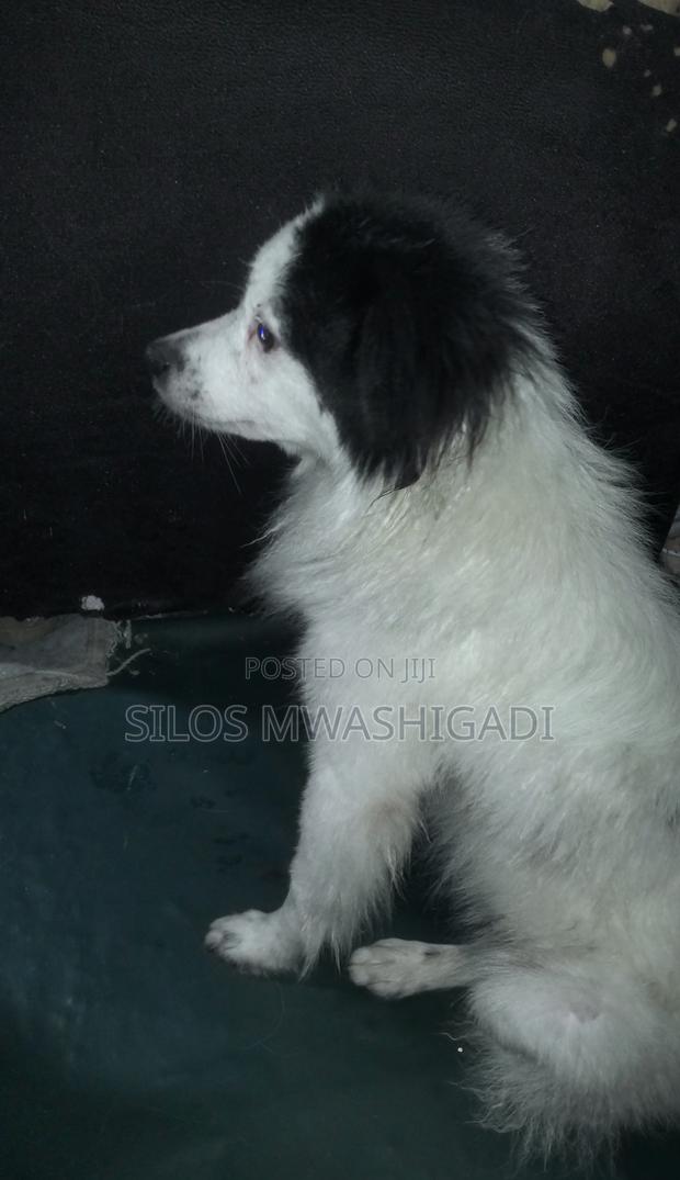 6-12 months Male Purebred Japanese Spitz