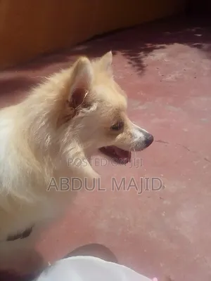 1+ year Male Purebred Chihuahua