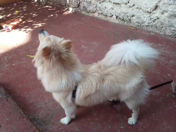 1+ year Male Purebred Chihuahua - thumbnail 5