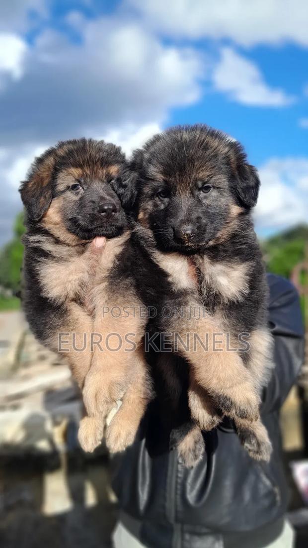 1-3 months Male Purebred German Shepherd - thumbnail 2