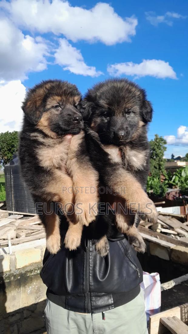 1-3 months Male Purebred German Shepherd - thumbnail 3