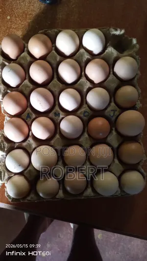 Fertilized Kenbro Eggs