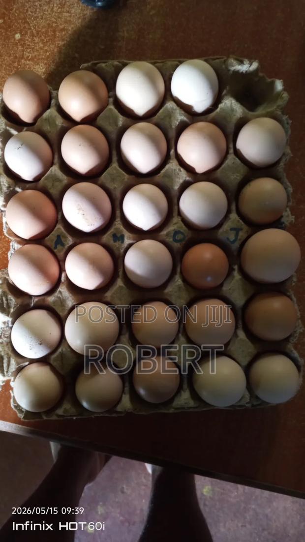 Kenbro Eggs - main view