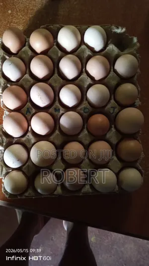 Fertilized Kenbro Eggs
