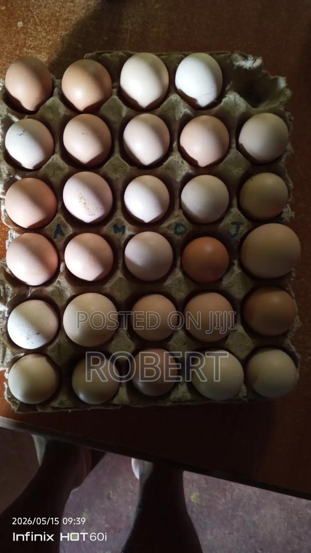 Kenbro Eggs - thumbnail 2