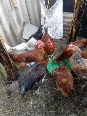Selling Kienyeji Chicken