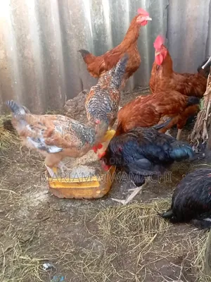 Selling Kienyeji Chicken