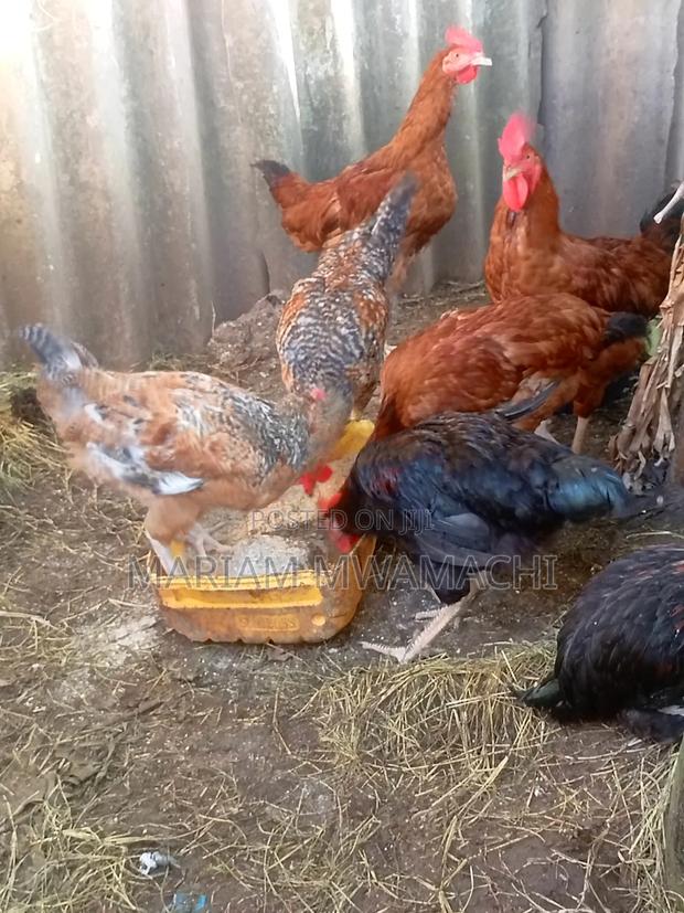 Poultry Farming - thumbnail 2