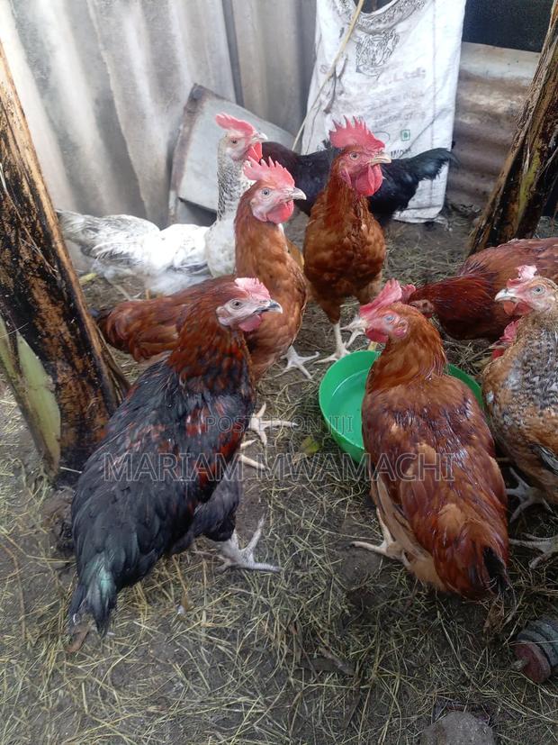 Poultry Farming - thumbnail 3