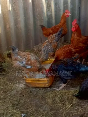 Selling Kienyeji Chicken