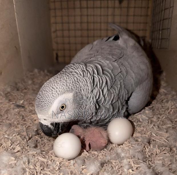 Trained Friendly Grey Talking Birds