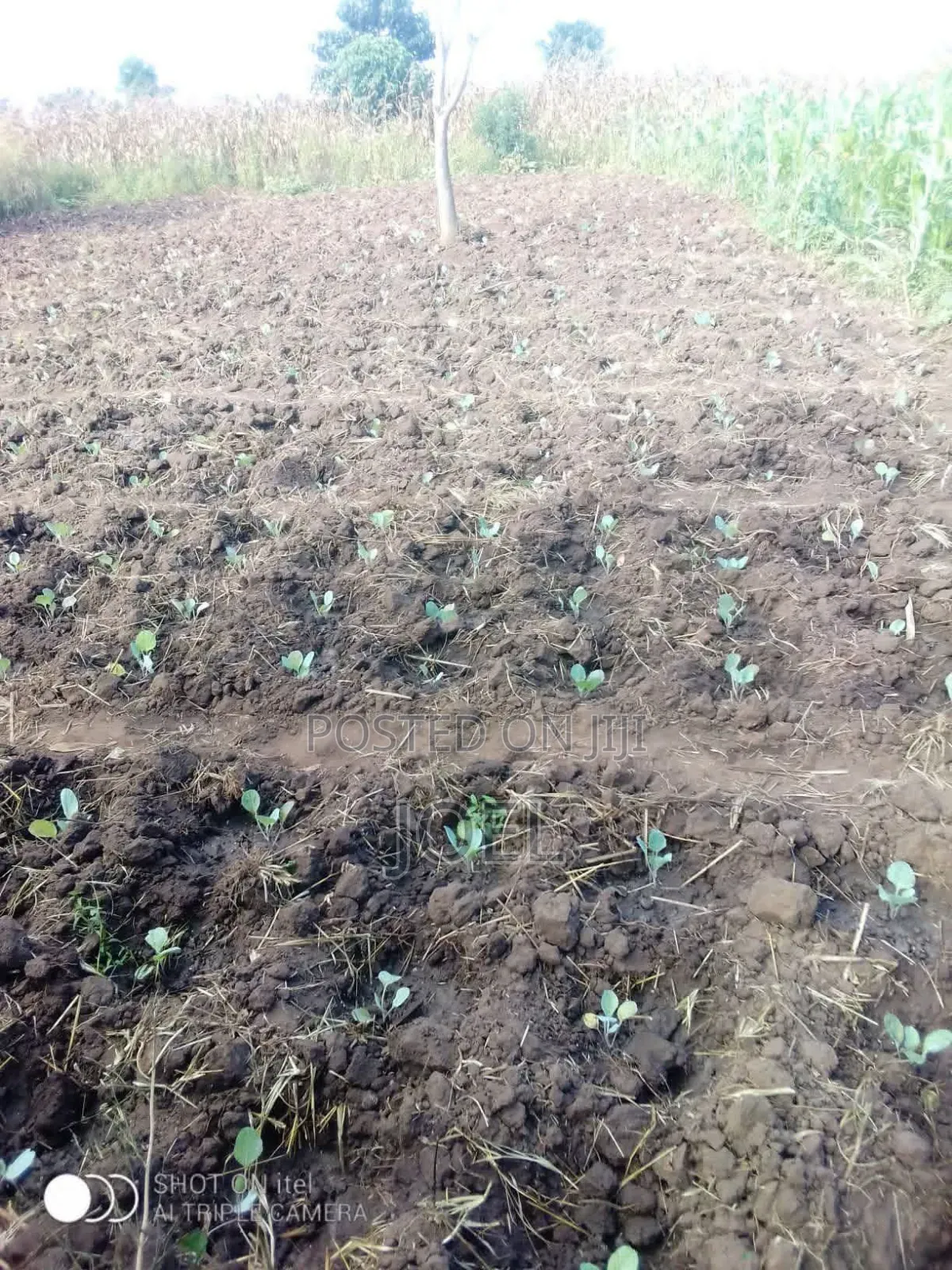Olkalau 1 Acre Land