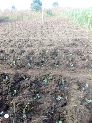 Olkalau 1 Acre Land