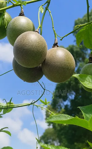 Passion Fruits Seedlings and Fruits