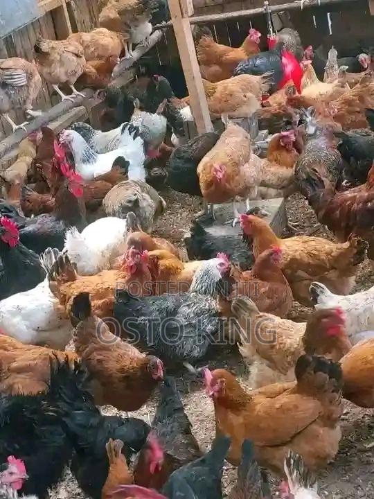 Poultry Birds on Sale