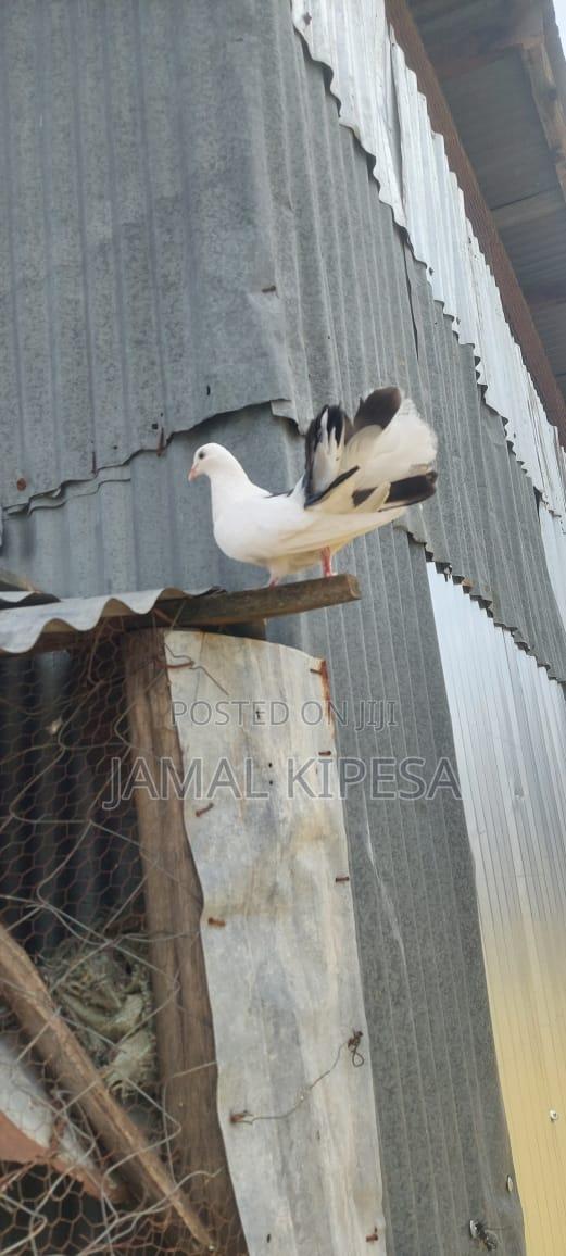 Female Indian Fantail