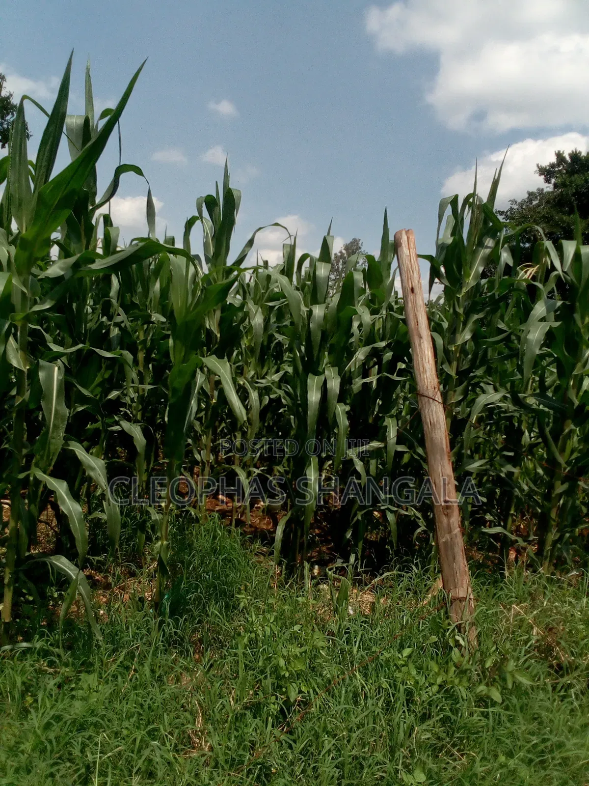 Land Plots for Sale
