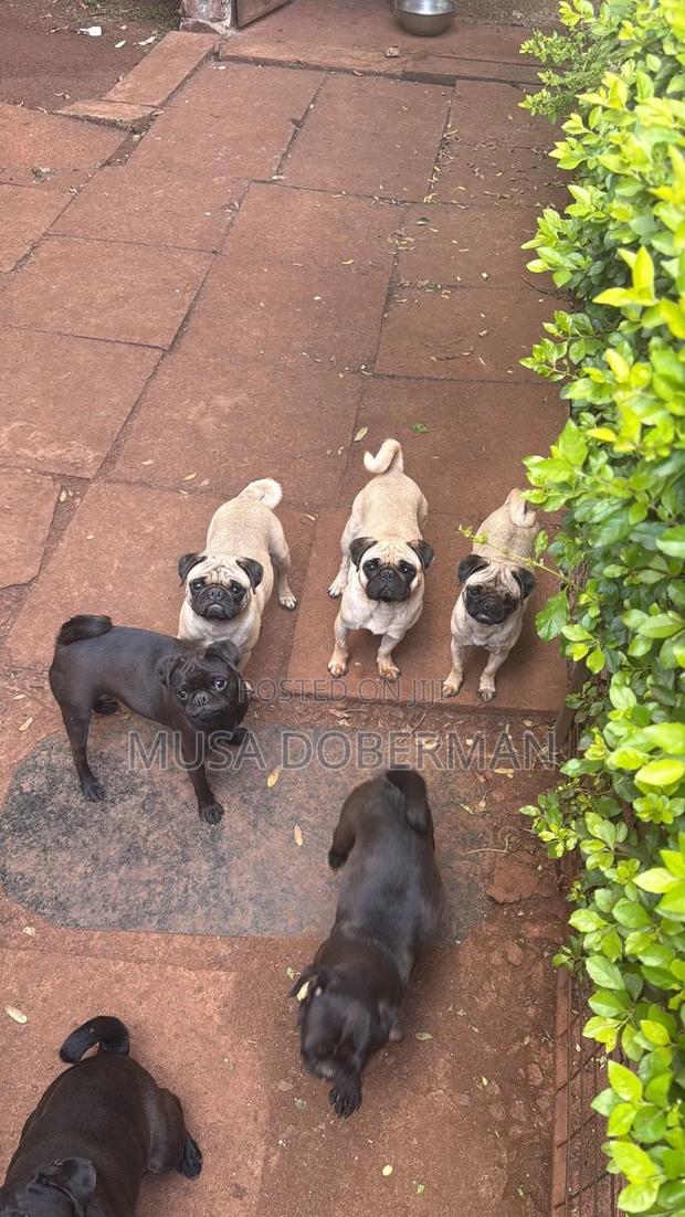 3-6 months Male Purebred Pug