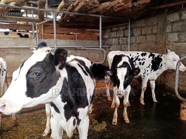 Dairy Cows - thumbnail 2