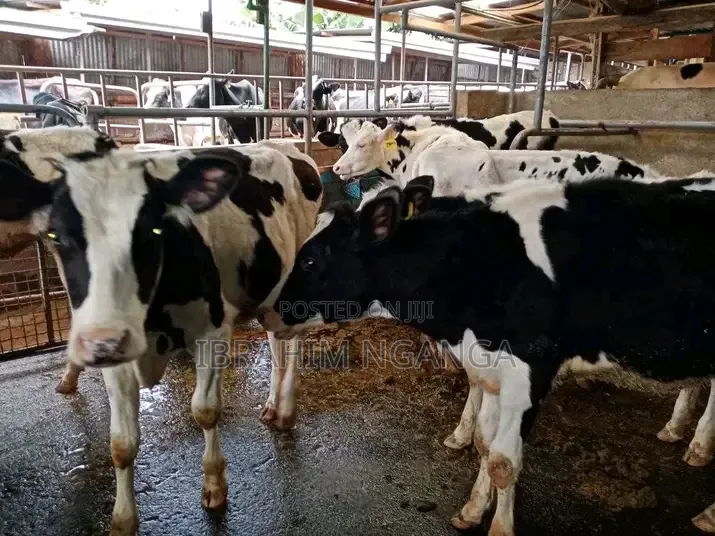 Dairy Cows