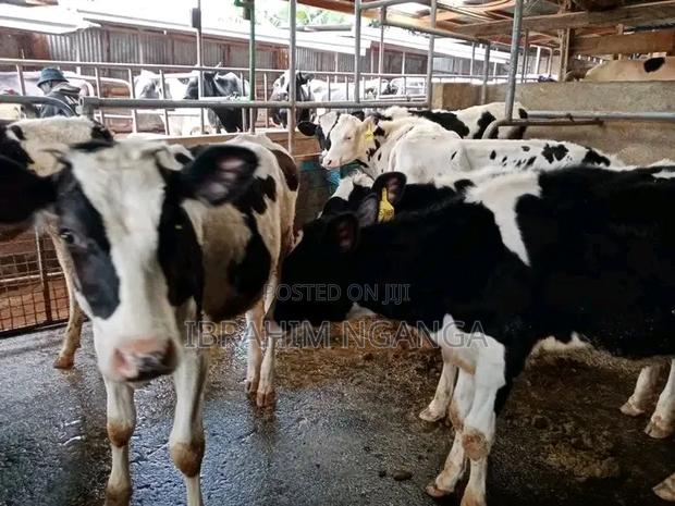 Dairy Cows - thumbnail 4