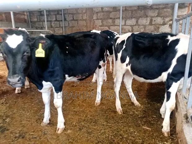 Dairy Cows - thumbnail 6