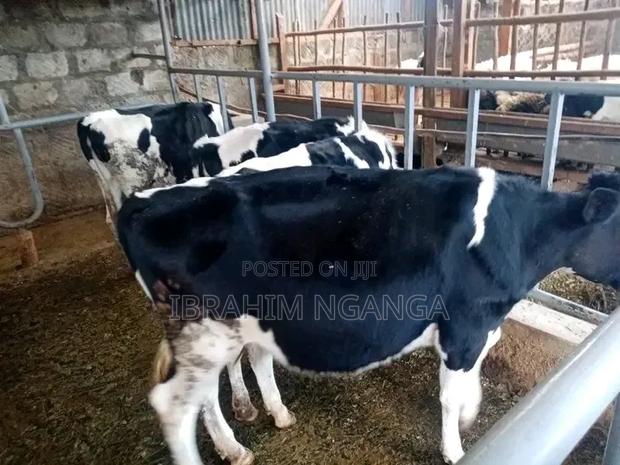 Dairy Cows - thumbnail 7