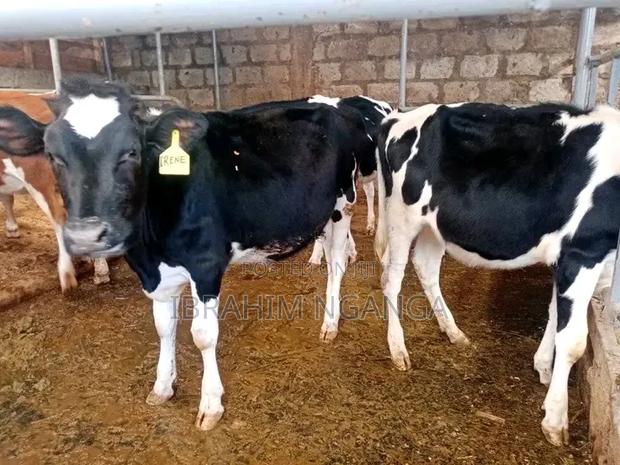 Dairy Cows - thumbnail 8