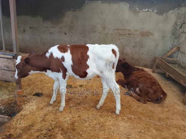 Calves for Sale