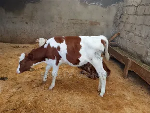Calves for Sale