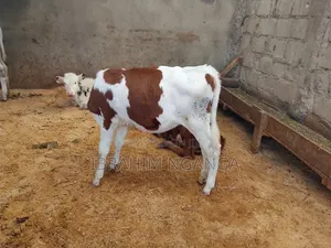 Calves for Sale