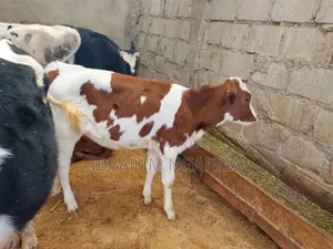 Calves for Sale