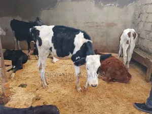 Calves for Sale
