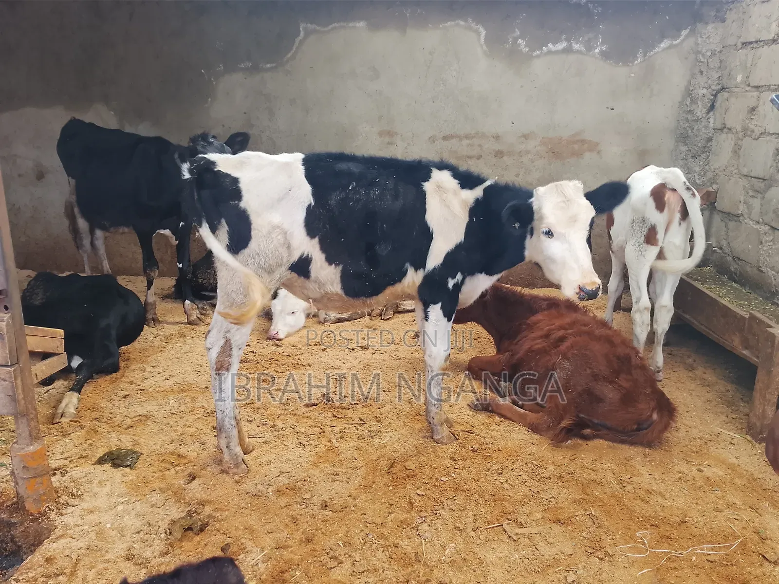 Calves for Sale