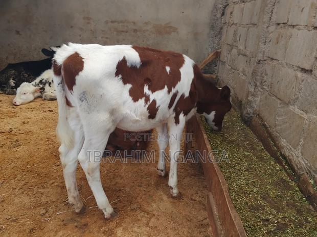 Calves for Sale - thumbnail 7